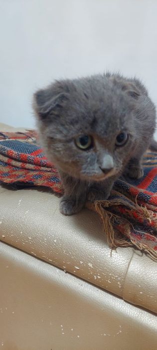 Котенок девочка вислоухая
