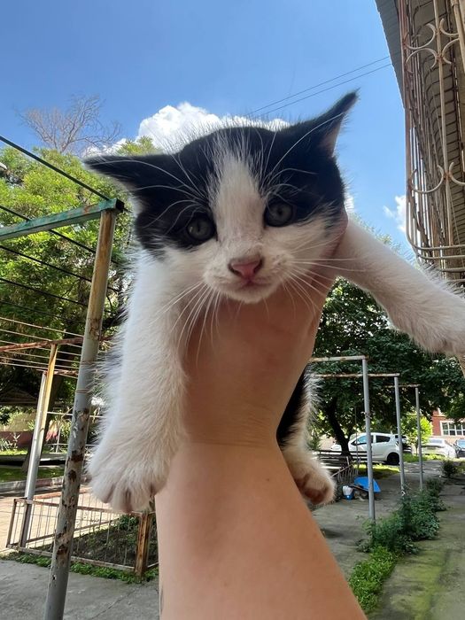 СРОЧНО! Котята ищут дом