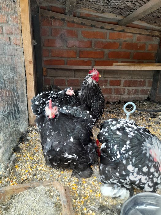 Ouă și pui rase pitice și Brahma