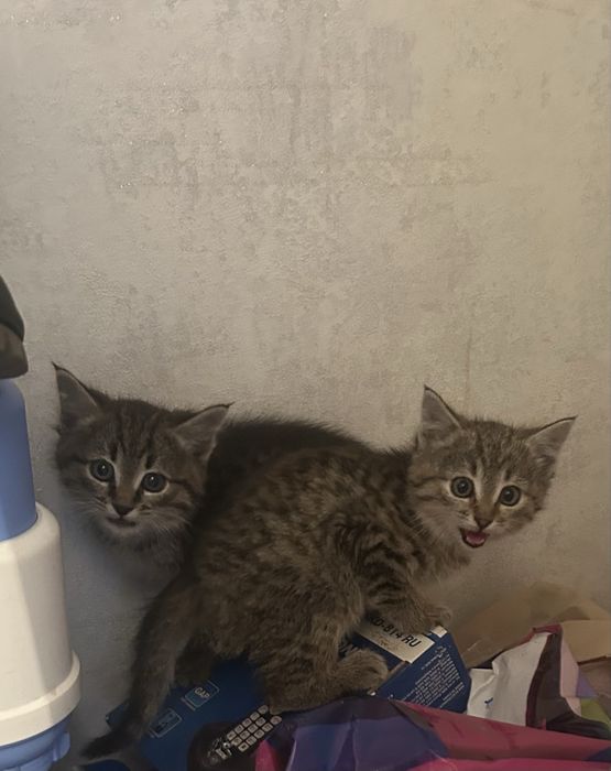 Отдам котят бесплатно