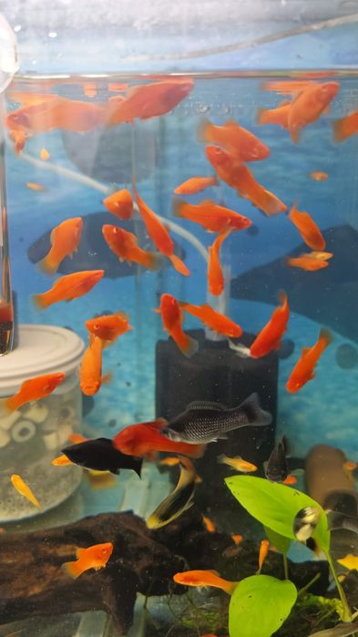 Меченосец Рубин Кин Конг