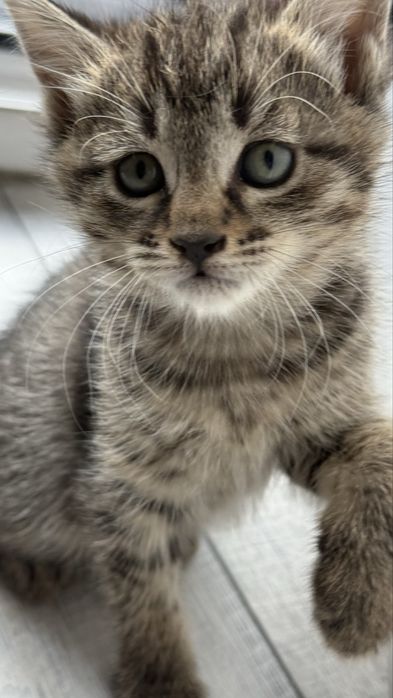 Котята в добрые руки девочки