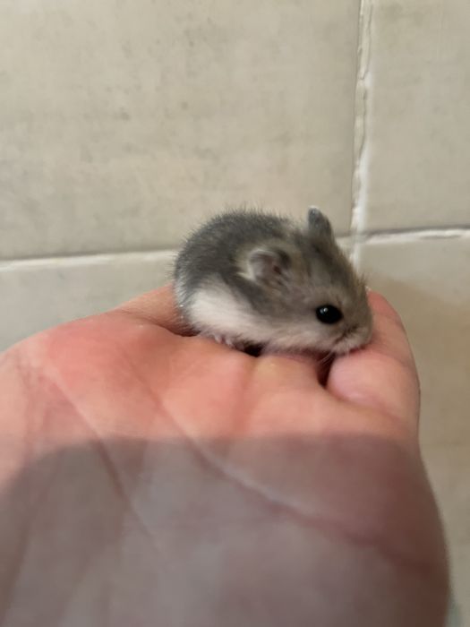 Продам хомяков…..