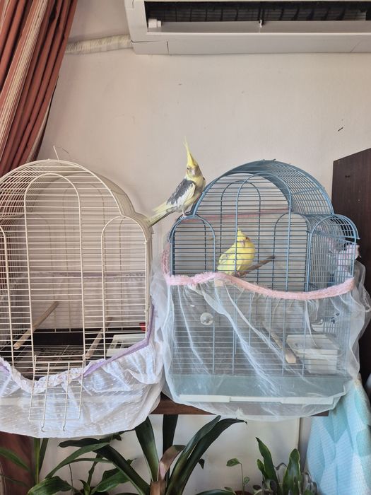 Папагали Корела с клетка.