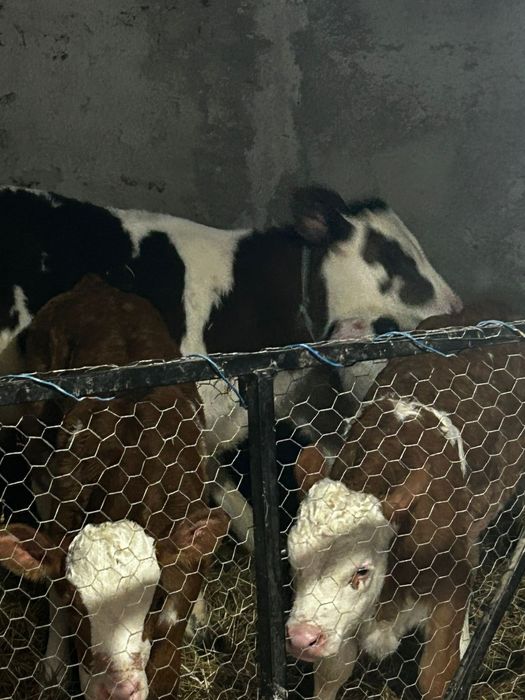 Vand 4 vitei  baltati