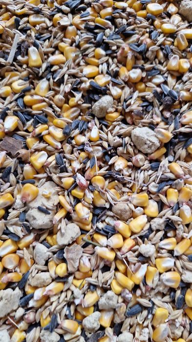 Cereale de vanzare PORUMB