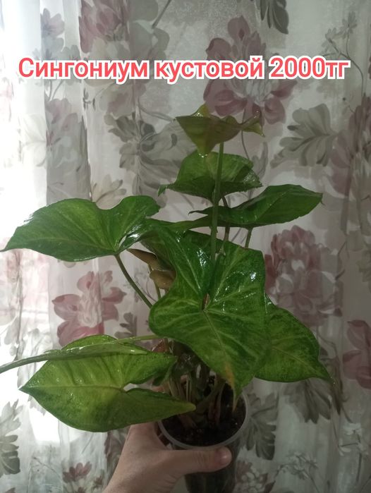 Комнатные растения(малыши)