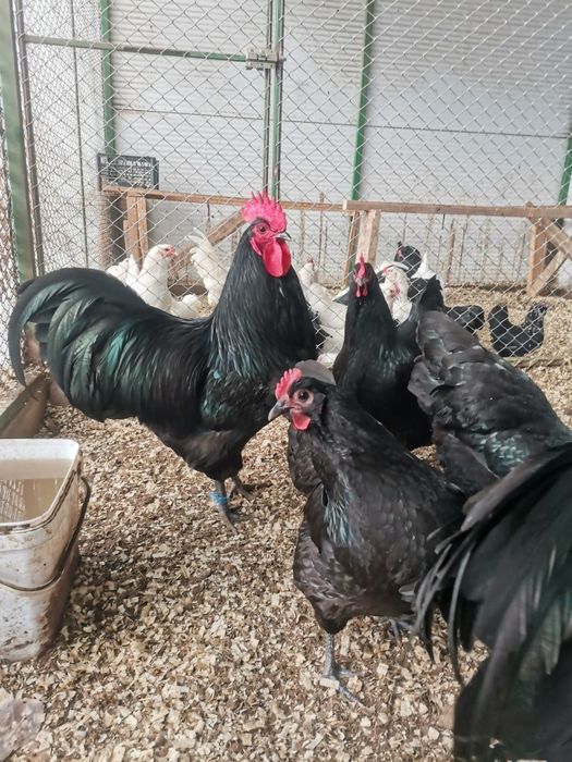 Продавам оплодени яйца от черен Австралорп... Работя с еконт и спиди