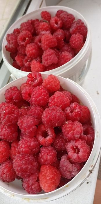 Продам клубнику. Малину и др кустарники