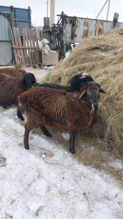 Продам молодой қошқар