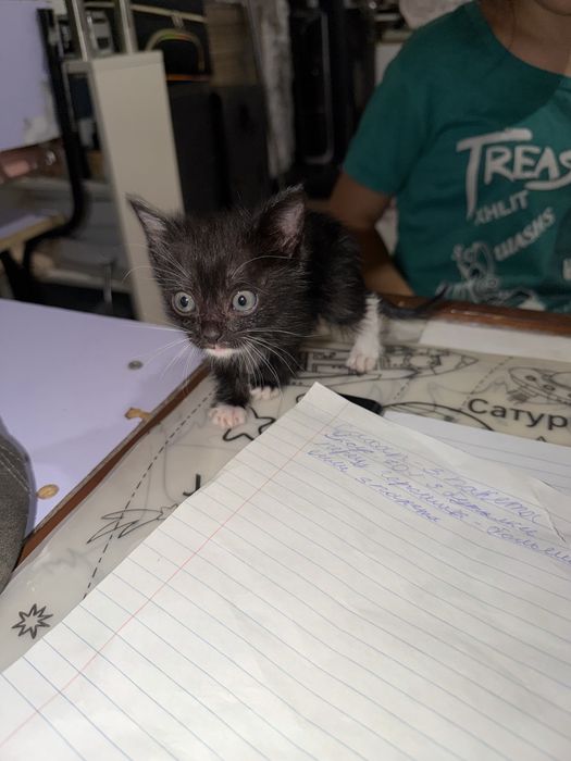Котята бесплатно в добрые руки
