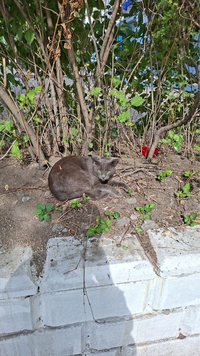 Отдадим лаского котика в добрые руки