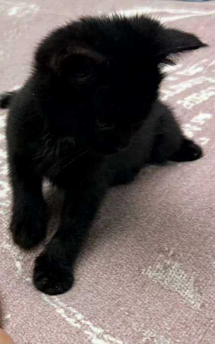 Котенок в хорошие руки