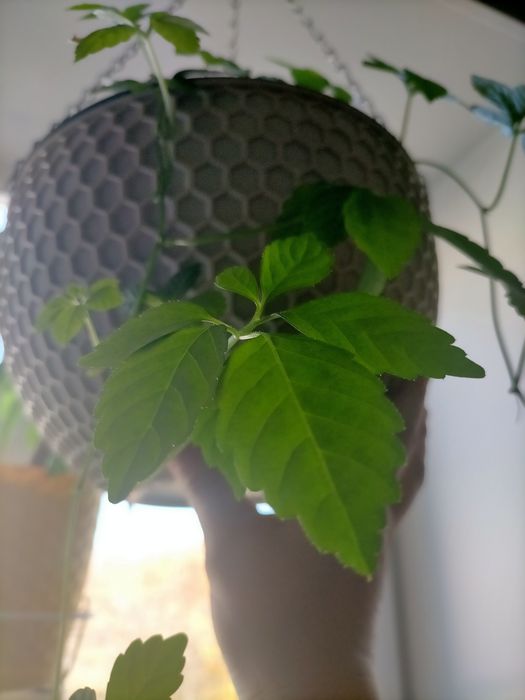 Комнатный виноград-Циссус Стриата.