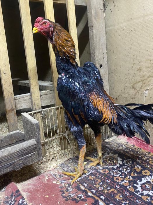 Петух Дакан О Шамо Грузин