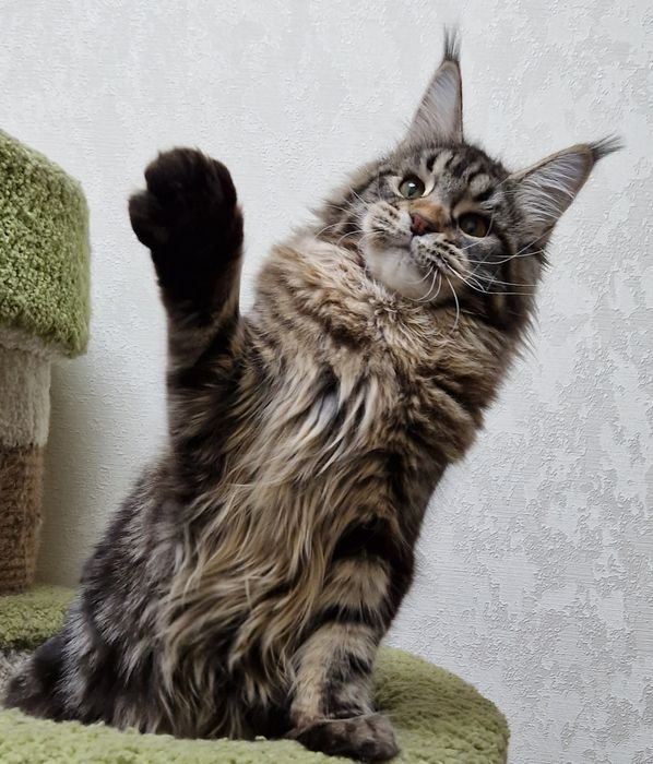 Мейн кун девочки