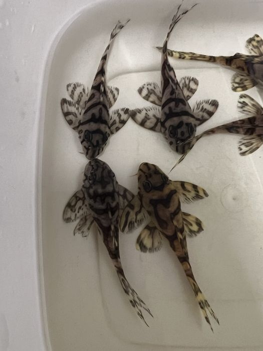 L333 gold,L333 albino,L401 ,L236 SW и SY