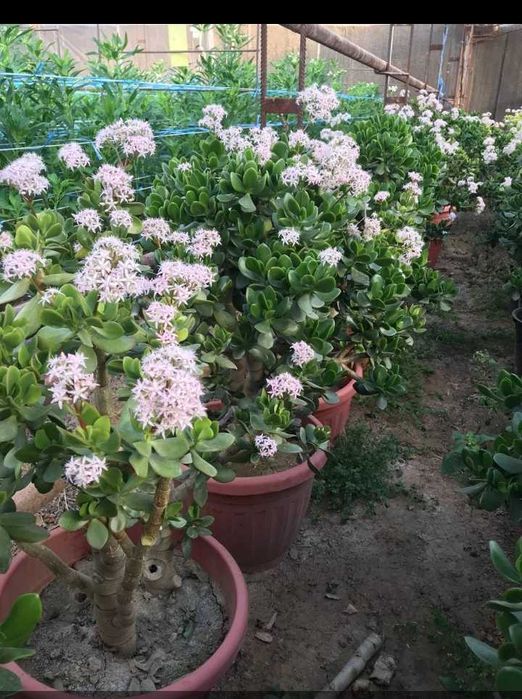 Уй ва офислар учун денежные гуллари сотилади