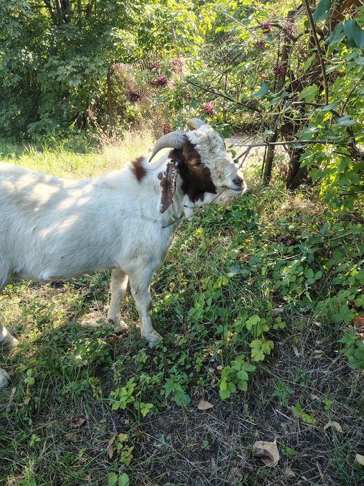 Vand țap rasa Boer