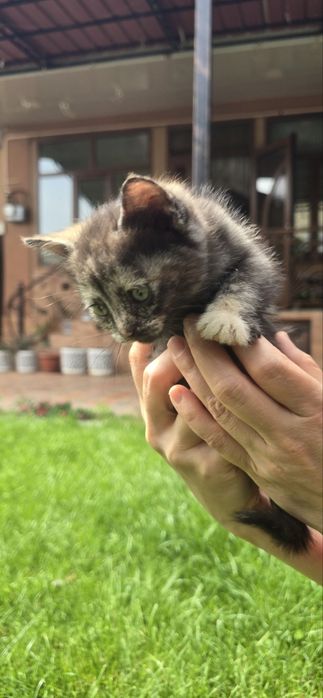 Котята в хорошие руки