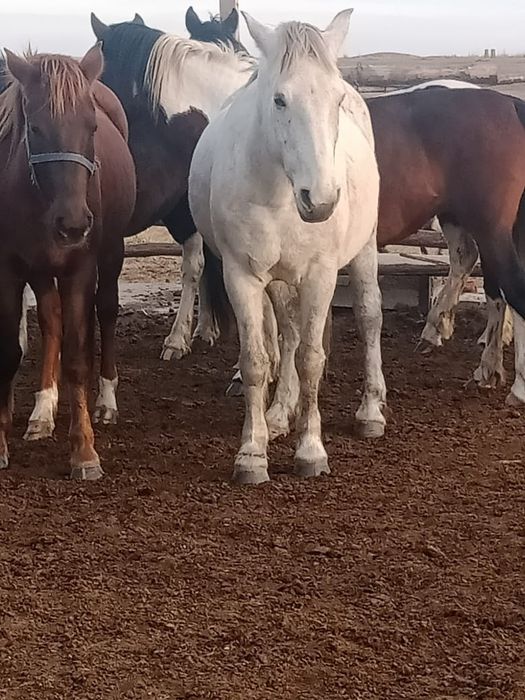 Продам кобылу жеребая