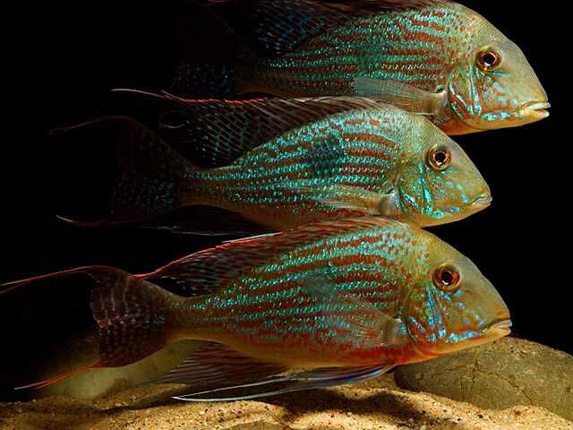 Геофагус Свени Парана