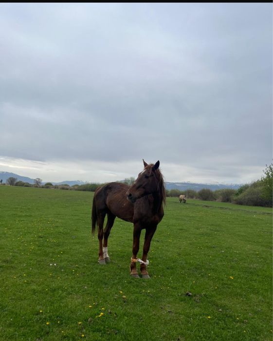 Айғырлар жеребцч