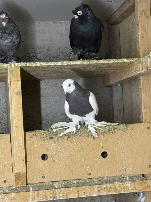 Dekorativ bezak kaptarlar sotiladi