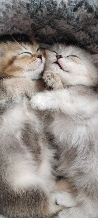 Подаются британские короткошёрстные котята