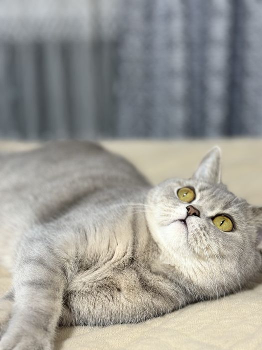 Отдам кошку британская полосатая