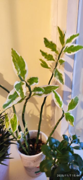 Продам укорененные молодые суккуленты