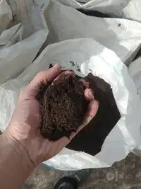 Bio gomiz ,alo sifatda ,bio gomis ,