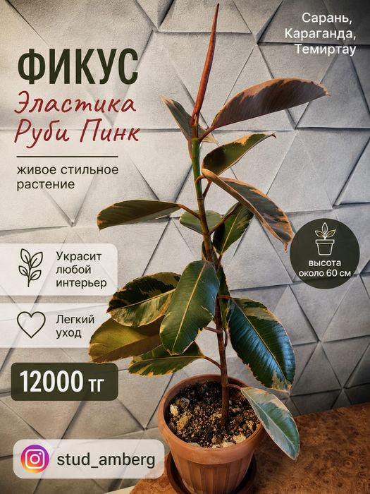 Фикус разный 2..