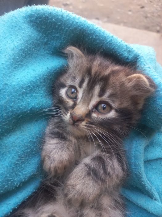 Котятки вислоушечки