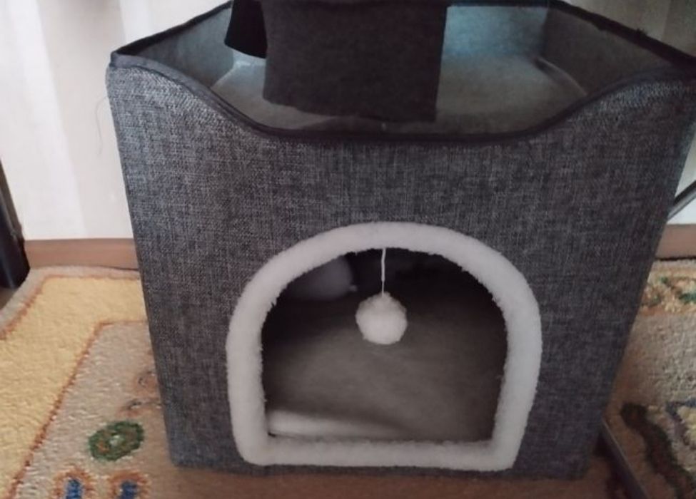 Шатланская кошка (девочка) + С ДОМИКОМ