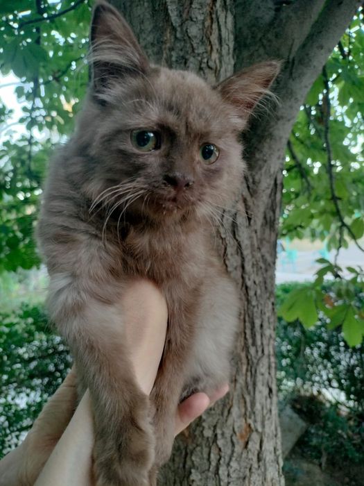 Котята бесплатно Тараз