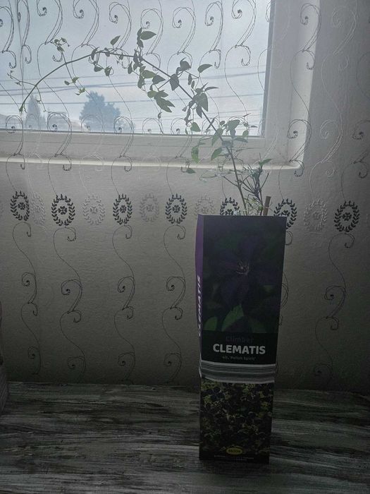 Градински Клематиси 3 цвята
