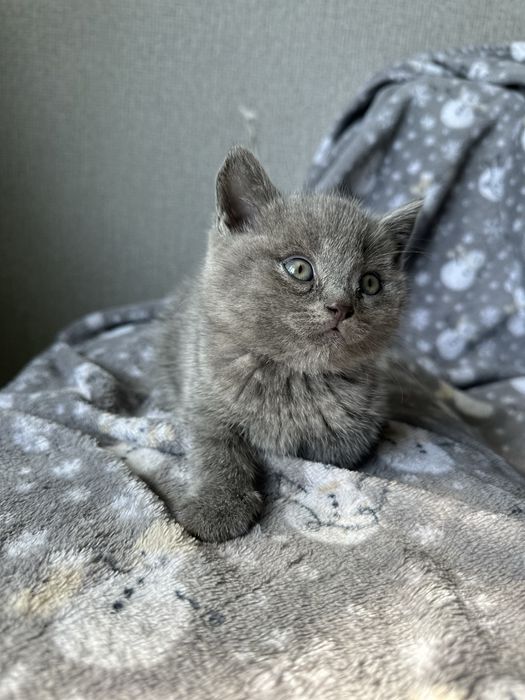 Продам породистых котят