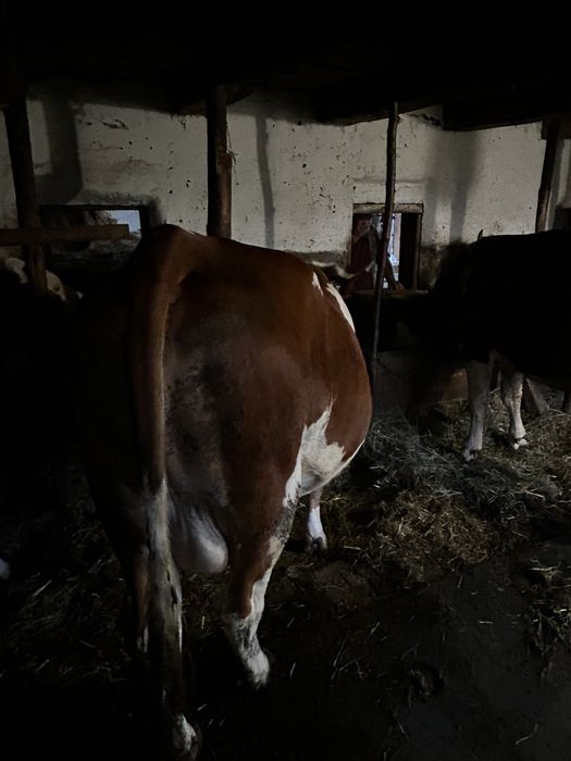 Vaci de vanzare 2400 E bucata