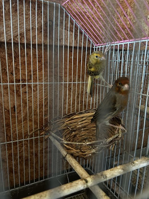 Canari
