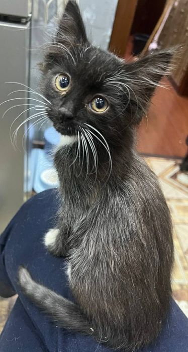 Котята в самые добрые руки