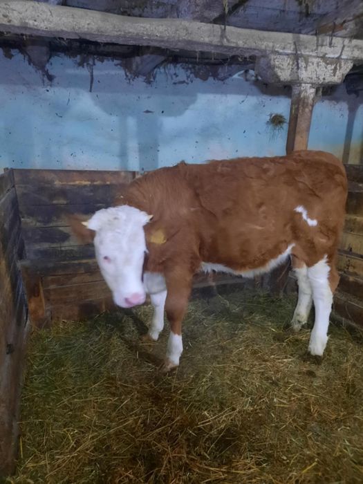 Vand juninca  baltata