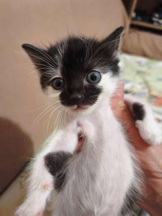 Мъжко котенце си търси дом