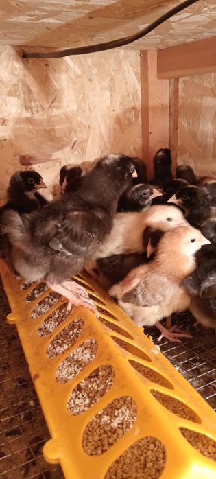 Амрокс шожелер бар