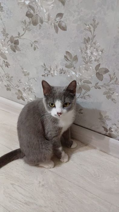Отдаю стерилизованную кошечку