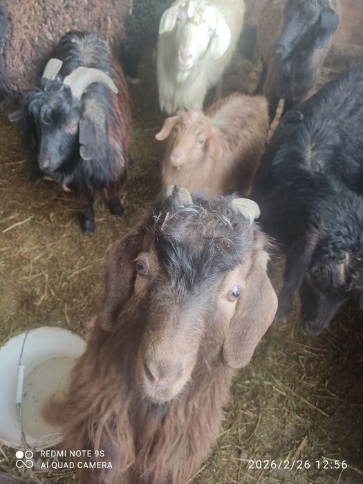 Теке ешкі шыбыш сатылады