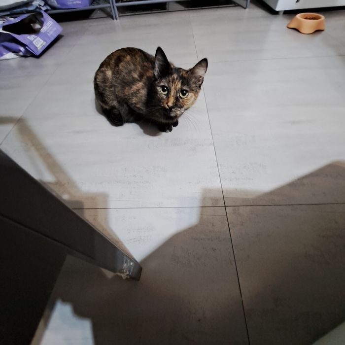 Adoptie pisica tortoishell Hera