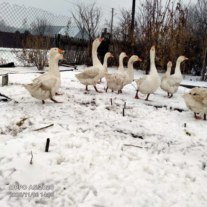 Продам гусей живьём