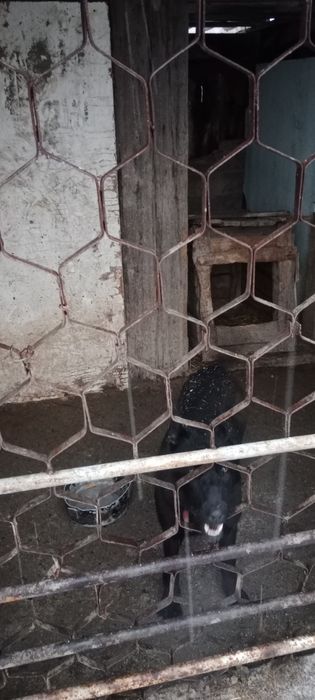 Продам щенка.Белгискую овчарка.