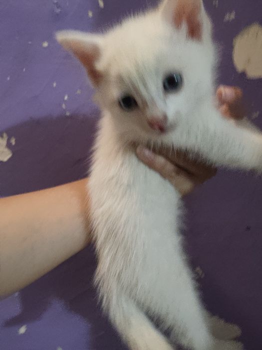 Котенок маленький